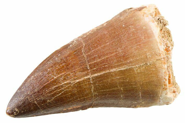 Fossil Mosasaur (Thalassotitan) Tooth - Morocco #341515